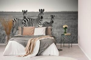 Tapeta tři zebry černobílá - 300x200 cm