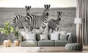 Tapeta tři zebry černobílá - 375x250 cm
