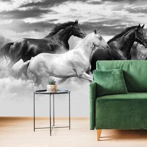Tapeta běžící koně černobílá - 300x200 cm