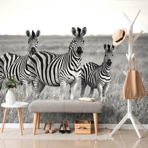 Tapeta tři zebry černobílá - 450x300 cm