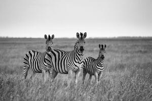 Tapeta tři zebry černobílá - 300x200 cm