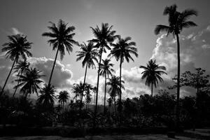 Tapeta kokosové palmy v černobílém - 300x200 cm