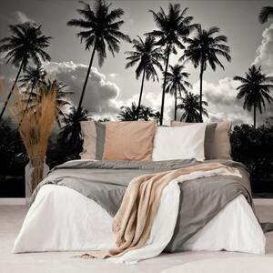 Samolepící tapeta kokosové palmy na pláži v černobílém - 225x270