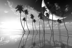 Samolepící tapeta černobílé tropické palmy - 450x300 cm