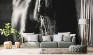 Samolepící fototapeta majestátní černobílý kůň - 300x200 cm