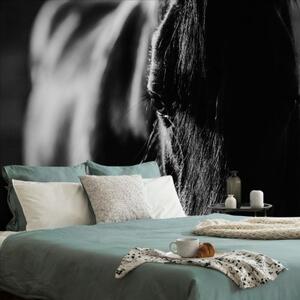 Samolepící fototapeta majestátní černobílý kůň - 300x200 cm