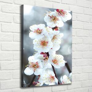 Vertikální Foto obraz canvas Květy višně ocv-104952401