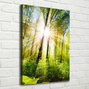 Vertikální Foto obraz na plátně Slunce v lese ocv-105833930