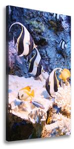 Vertikální Foto obraz na plátně Korálový útes ocv-105919456