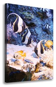 Vertikální Foto obraz na plátně Korálový útes ocv-105919456