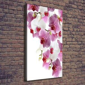 Vertikální Vertikální Foto obraz na plátně do obýváku Orchidej ocv-107506962