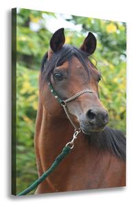 Vertikální Foto obraz na plátně Portrét koně ocv-107892402