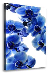 Vertikální Foto obraz na plátně Modrá orchidej ocv-108719239