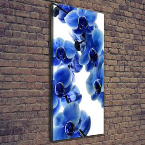 Vertikální Foto obraz na plátně Modrá orchidej ocv-108719239