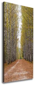 Vertikální Foto obraz canvas Břízový les ocv-111097387