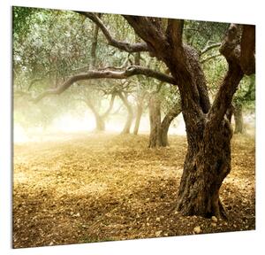 Ochranné sklo za varnou desku strom olivovník - 50 x 70 cm