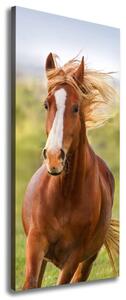 Vertikální Foto obraz na plátně Kůň v poklusu ocv-111439181