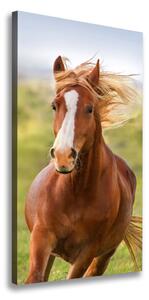 Vertikální Foto obraz na plátně Kůň v poklusu ocv-111439181