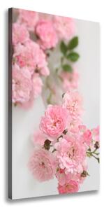 Vertikální Vertikální Foto obraz na plátně do obýváku Divoká růže ocv-113333755