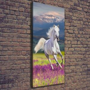 Vertikální Foto obraz na plátně Bílý kůň cval ocv-113343319