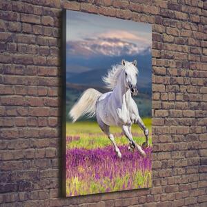 Vertikální Foto obraz na plátně Bílý kůň cval ocv-113343319