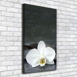 Vertikální Foto obraz na plátně Orchidej kameny ocv-113617594