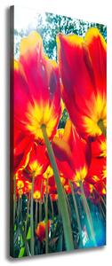 Vertikální Foto obraz na plátně Červené tulipány ocv-113693972