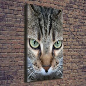 Vertikální Vertikální Foto obraz na plátně do obýváku Oči kočky ocv-114220094
