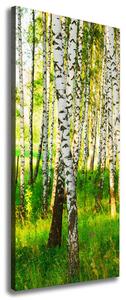 Vertikální Foto obraz canvas Břízový les ocv-116168372