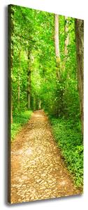 Vertikální Foto obraz na plátně Stezka v lese ocv-117769532