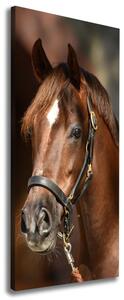 Vertikální Foto obraz na plátně Portrét koně ocv-118893601