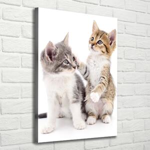 Vertikální Foto obraz na plátně Dvě malé koťata ocv-120060855