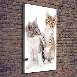 Vertikální Foto obraz na plátně Dvě malé koťata ocv-120060855