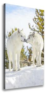 Vertikální Foto obraz na plátně Dva bílí vlci ocv-121943194