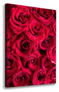 Vertikální Foto obraz na plátně Červené růže ocv-122317792