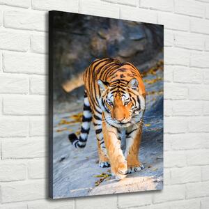 Vertikální Moderní fotoobraz canvas na rámu Tygr ocv-122340685