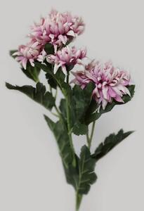 Růžově bílá trsová chryzantéma 70cm