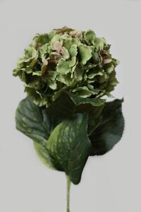 Zeleno růžová babiččina hortenze 80cm