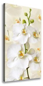 Vertikální Foto obraz na plátně Bílá orchidej ocv-123330197