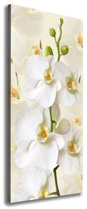 Vertikální Foto obraz na plátně Bílá orchidej ocv-123330197