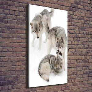 Vertikální Vertikální Foto obraz na plátně do obýváku Šedí vlci ocv-124362326