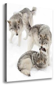Vertikální Vertikální Foto obraz na plátně do obýváku Šedí vlci ocv-124362326