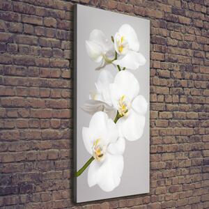 Vertikální Foto obraz na plátně Bílá orchidej ocv-133396361