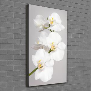 Vertikální Foto obraz na plátně Bílá orchidej ocv-133396361