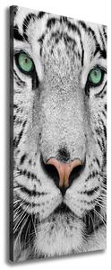 Vertikální Foto obraz canvas Bílý tygr ocv-13468757