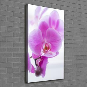 Vertikální Foto obraz na plátně Růžová orchidej ocv-178713472