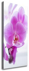Vertikální Foto obraz na plátně Růžová orchidej ocv-178713472