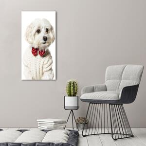 Vertikální Foto obraz na plátně Maltézský psík ocv-190626474