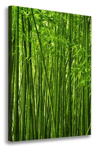 Foto-obraz canvas do obýváku Bambusový les ocv-22860286
