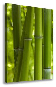 Vertikální Foto obraz na plátně Bambusový les ocv-24255297